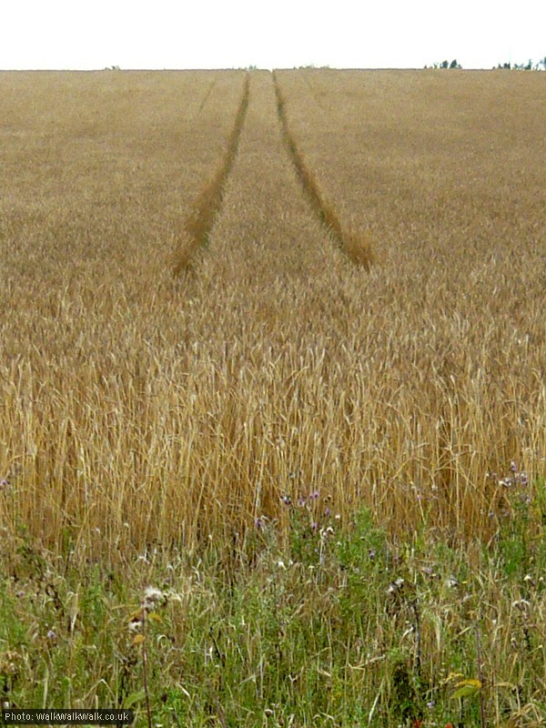 Twin tracks in the corn
