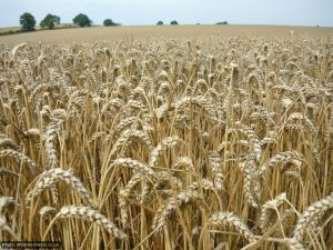 Miles and miles of healthy crops