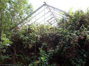 Brambles colonise the empty skeleton of a glasshouse
