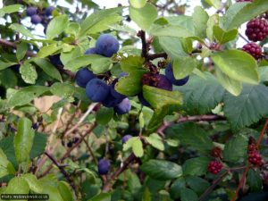 Sloes growing by the Hitchin Outer Orbital Path