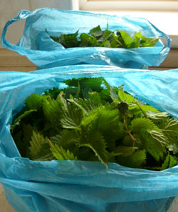 Bags of collected nettle tips